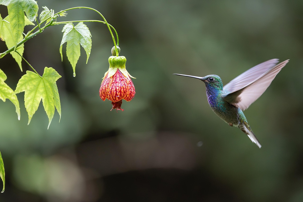 hummingbird, bird, animal, feathers, plumage, wildlife, nature, fauna, avian, ornithology, wings